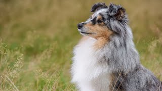 Leash Training Your Shetland Sheepdog Effective Techniques for a Calmer Walk