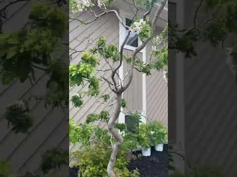 Video: Twisty Baby Information – Growing Black Locust ‘Twisty Baby’-trær