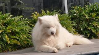 Samoyed Desperately Trying Not To Fall Asleep (Fails) by Samoyed Life 3,067 views 2 years ago 2 minutes, 54 seconds