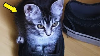 Couple Foster A Homeless Kitten For 2 Days - What Happens Next Will Surprise You!