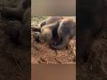 Watch This Adorable Elephant Calf Take a Nap🥰 #babyelephant #funnyelephant #elephant #shorts