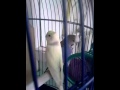 Miniature YouTube