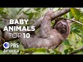 Baby Animals: The Top Ten - Slowest | Full Documentary