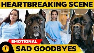 10 HEARTBREAKING GOODBYES BETWEEN PETS AND THEIR OWNERS by Animaltube 6,585 views 3 years ago 7 minutes, 3 seconds