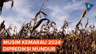 Musim Kemarau Diprediksi Mundur, Cuaca Panas Terik 2023 Terulang Lagi?