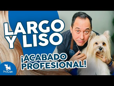 Video: Vivir con un perro de pelo largo