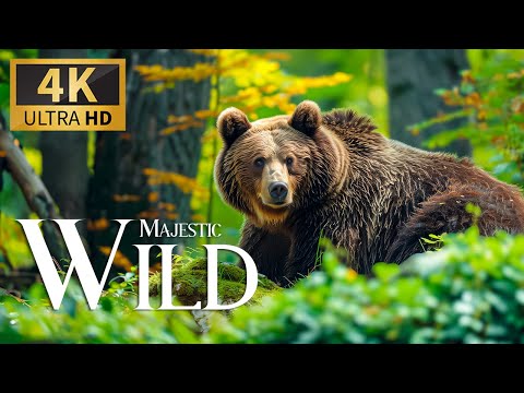 Majestic Safari Wildlife 4K 🐾 Discovery Film with Soothing Relaxing Piano Music & Real Sound