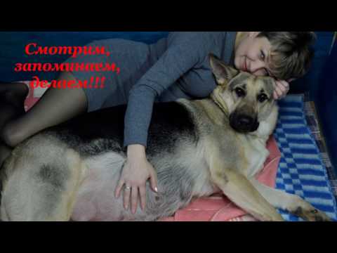 Video: Cushings Sykdom Hos Hunder: årsaker, Symptomer Og Behandling