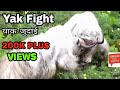 Yak fight || Manang || Nepal