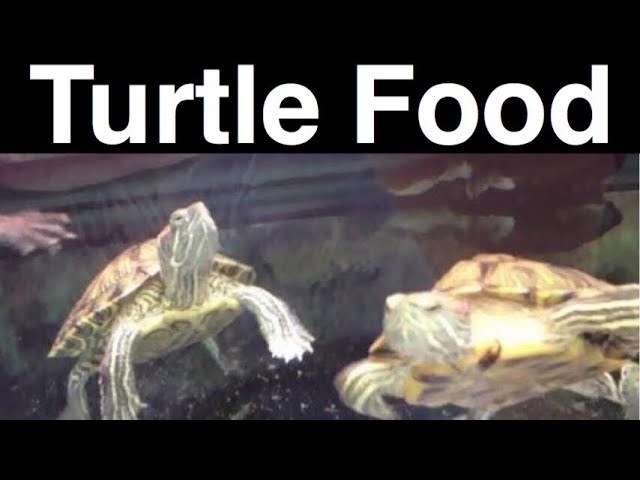 What Do Turtles Eat? Feeding A Pet Turtle class=