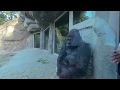 sit face to face with Juba the gorilla