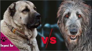 Irish Wolfhound vs Kangal-Which Is a Better Breed?