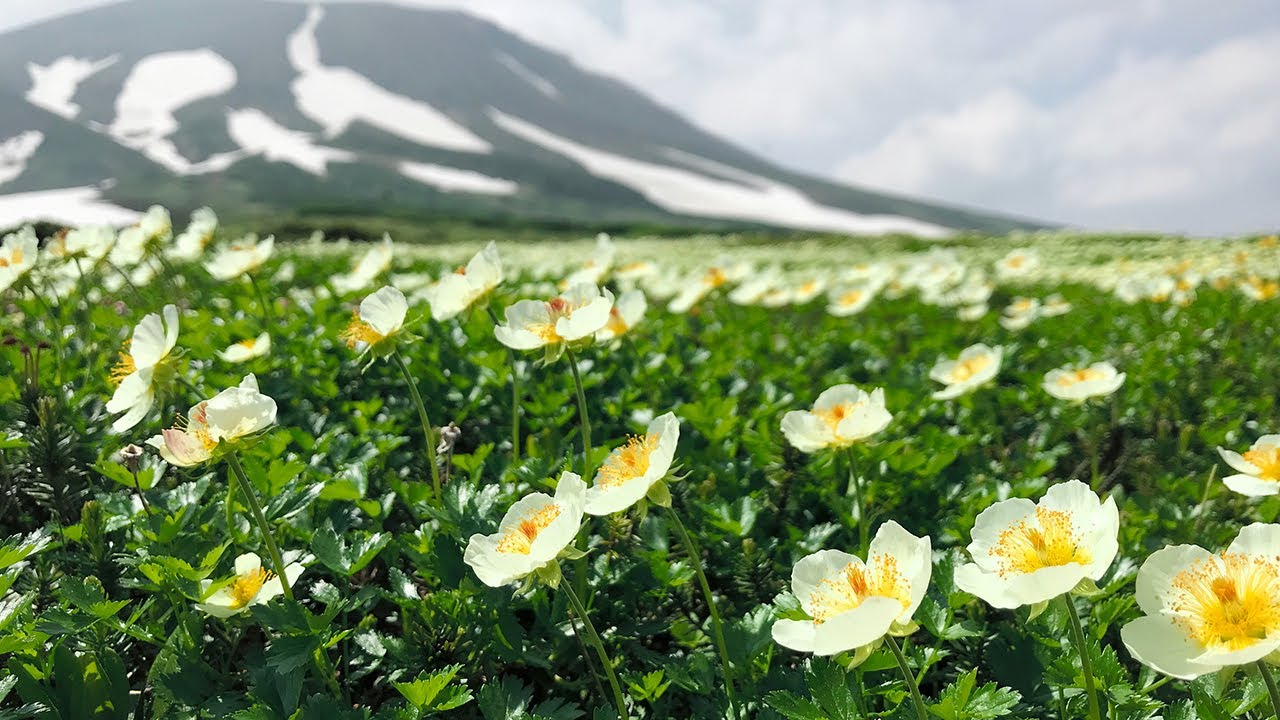 北海道の大雪山系旭岳の裾合平で満開になったチングルマ - YouTube