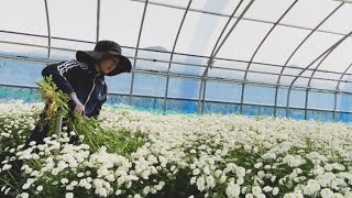 หนึ่งวันในงานสวนดอกไม้ในเกาหลี