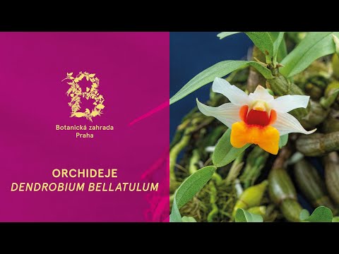 Video: Paphinia Je Miniaturní Orchidej S Obrovskými Květinami. Péče O Pokoj. Druhy. Fotografie
