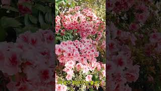 Spring Waltz 🌷 Healing Music