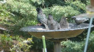 Starlings in the bird bath / Stare in der Vogeltränke