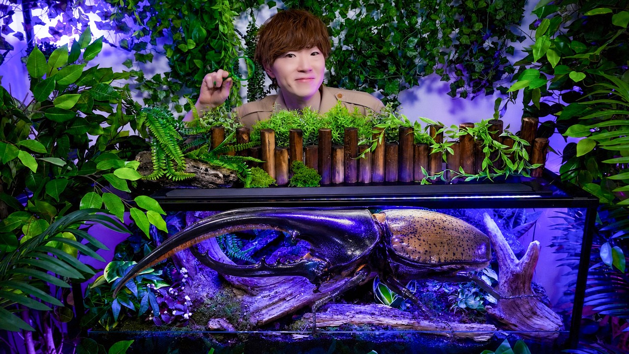 家の中にヘラクレスオオカブトの森を作りました。