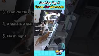😹🤣 Best Ranking top 5 funny cat moments