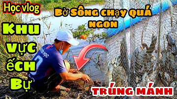 #84 Đặt Lợp Ếch Theo Bờ Sông Mùa Nước Lũ Trúng Mánh Với Khu Vực Ếch To || Học vlog