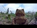 European toad