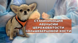 Остеосинтез бугристости большеберцовой кости у собак / Tibial Tuberosity Avulsion Fractures in Dogs
