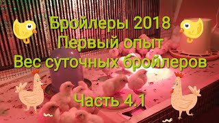 Бройлеры 2018. Первый опыт / Часть 4.1: Вес суточных бройлеров