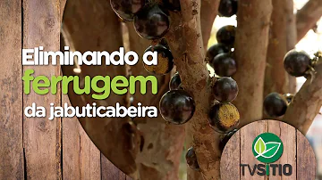 O que é bom para ferrugem em jabuticabeira?