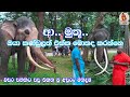 Muthu Raja (මුතු රාජා කණ්ඩුල)හස්ති පරපුරේ අභිමානය තායිලන්තයේ සිට පැමිණ වසර 5කට පසු එකට හමුවු මිතුරන්