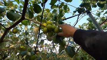 Năm 2016 Vườn Được 25 Tấn Thu 600 Triệu Năm Nay Thu Mấy Tấn Rồi l Núi Đồi Lục Ngạn