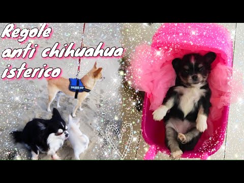 Video: Come Prendersi Cura Di Un Chihuahua