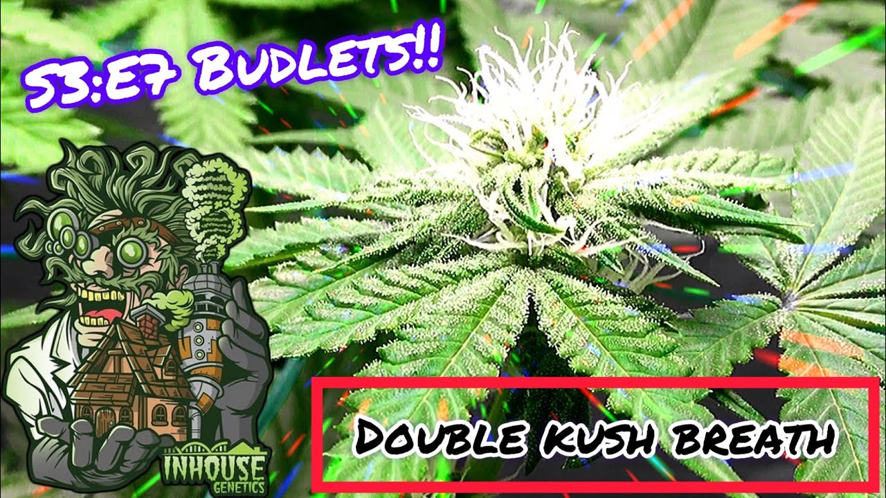 Seed to Harvest - In House Genetics