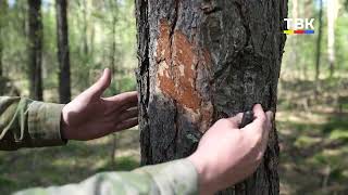 В Бердске приступают к оздоровлению леса – лесники вырубают больные и сухие деревья