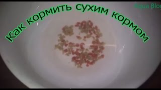 Как правильно кормить сухим кормом рыбок,Сухой корм Aqua Blog Подпишись!!!(Для развития канала, Кошельки Webmoney : R293285553561 рубли Z977452989912 доллары Если вас интересуют вопросы, такие как..., 2013-05-11T20:59:14.000Z)