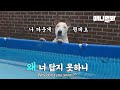 모두가 수영 중dog이라고 생각했던 개의 진짜 속마음ㅣDog Had To Swim All Day Because He Likes His Owner So Much