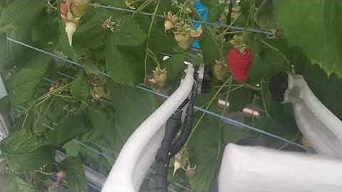 Robot fruit picking trials