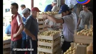 В Гергебильском районе - рекордный урожай абрикосов