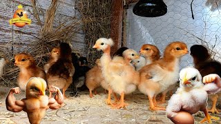 Early Chick Management - Complete Breeding Guide
