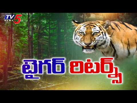 టైగర్ రిటర్న్స్ ....Tiger Roams Near Yeleru Reservoir In Polavaram | Latest Updates || TV5 News - TV5NEWS