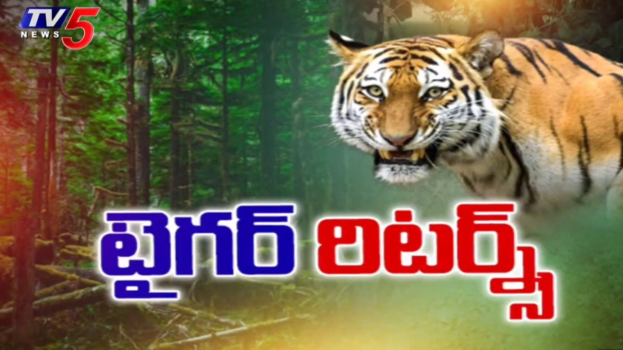 టైగర్ రిటర్న్స్ ....Tiger Roams Near Yeleru Reservoir In Polavaram | Latest Updates || TV5 News