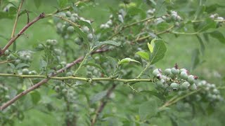 Blueberries are almost ready to harvest in Maine