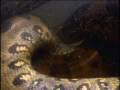 Large Anaconda video and Mating