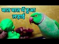 Baap re haste haste pet me dard ho gaya😂😂||talking parrot mitthuwa fight with Mr green(Toy)👉🐥