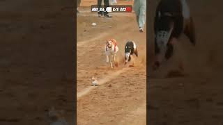 MAY BEE I V/S 302 GREYHOUND DOG RACE#shortvideo #viral #dograce #greyhound #doggames #doglover #dog