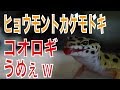 初めてのヒョウモントカゲモドキ飼育#8生きたコオロギ与えてみた