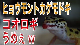初めてのヒョウモントカゲモドキ飼育#8生きたコオロギ与えてみた