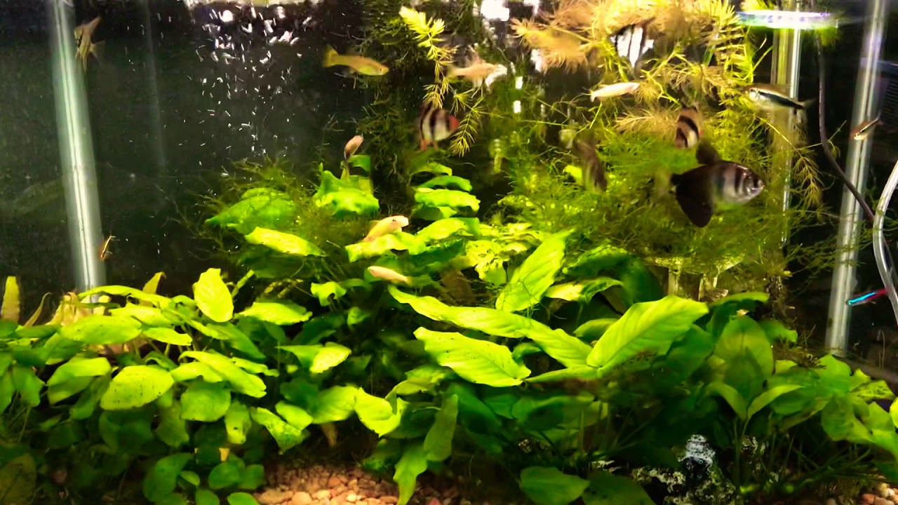 video phone beyonce mp3 My 20 G Planted Community tank