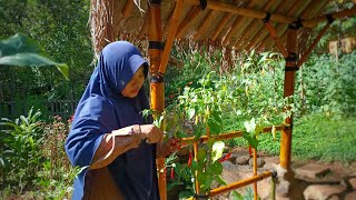 A delicious dish that goes well with cucumber | Growing cucumbers to harvest | Life in the Village