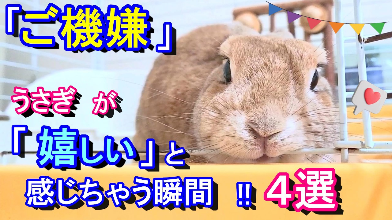 ご機嫌】うさぎが嬉しいと感じちゃう瞬間4選！飼い方！！(13歳シニア