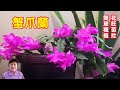 蟹爪蘭，聖誕花，一盆變十，十盆變百，原來種植這麽簡單\How to Grow Christmas Cactus